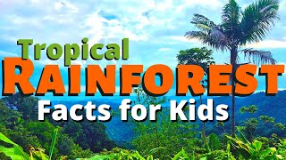 Rainforest Facts for Kids  All About the Amazon amp Other Tropical Rainforests [upl. by Olecram]