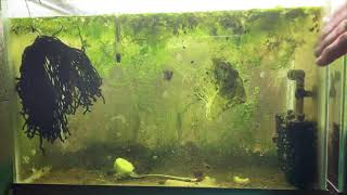 Scuds Daphnia Cherry Shrimp Copepods My aquatic food culture [upl. by Aidualc]