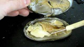 Bivalve Anatomy freshwater mussel [upl. by Eluk]