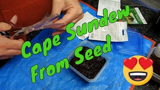 Planting Drosera Capensis from seed  planting to Sprouting [upl. by Enelehs]