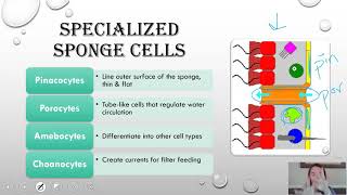 Phylum Porifera updated [upl. by Adnoluy850]