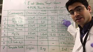 How To PCR Calculations [upl. by Ellatsyrc]