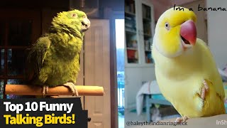 Top 10 Funniest Talking Birds These Are Hilarious [upl. by Buckingham]