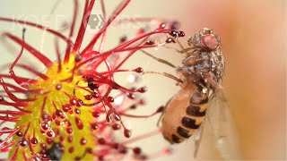 Cape Sundews Trap Bugs In A Sticky Situation  Deep Look [upl. by Naves]