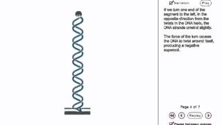 DNA Supercoiling Animation [upl. by Decima]