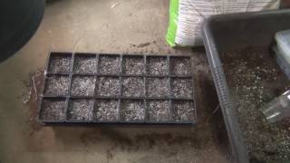 How to grow Echinacea from seed [upl. by Everard954]