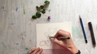 Step by step botanical drawing [upl. by Ayekel]