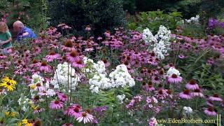 How to Grow Echinacea  Purple Coneflower [upl. by Enida]