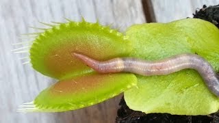 WORM CRUSHED BY VENUS FLYTRAP [upl. by Philomena]