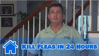 Home Pest Control  How to Kill Fleas in 24 Hours [upl. by Jasik944]