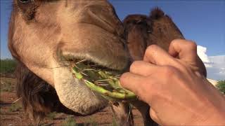 Camel eats cactus in seconds جمل [upl. by Whang]