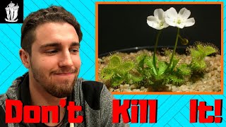 Tuberous Sundew Care Guide  Tuberous Drosera [upl. by Mencher]