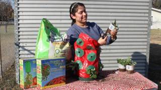 How to Use a Topsy Turvy Strawberry Planter [upl. by Hsirahc]