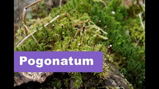 Pogonatum [upl. by Veronika413]