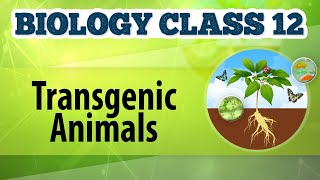 Transgenic Animals  Genetic Engineering and Genomics  Biology Class 12 [upl. by Maher198]