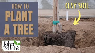 How To Plant A Tree In Clay Soil amp Hard Soil  Street Tree Planting [upl. by Haldeman]