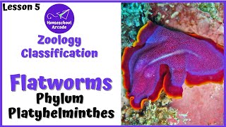 What are Platyhelminthes  Phylum Platyhelminthes [upl. by Ivzt338]