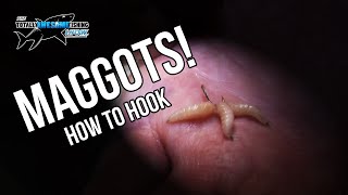 How to hook Maggots  TAFishing [upl. by Marcelline662]