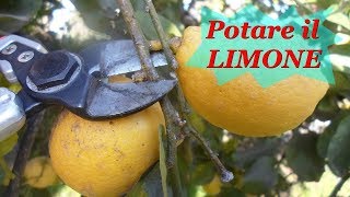 POTARE IL LIMONE [upl. by Stead]