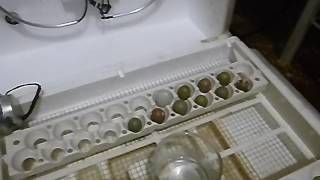 How To Incubate Button Quail Eggs [upl. by Gimpel]