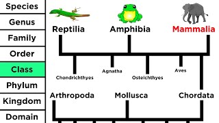 Phylogeny and the Tree of Life [upl. by Nivalc]