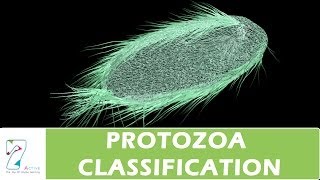 PROTOZOA CLASSIFICATION [upl. by Jonell]