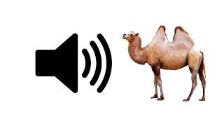 Camel Sounds  Sound Effect  ProSounds [upl. by Garneau]