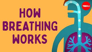 How breathing works  Nirvair Kaur [upl. by Imelida]