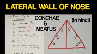 Lateral Wall of Nose  Concha and Meatus  Head amp Neck [upl. by Humfrey]