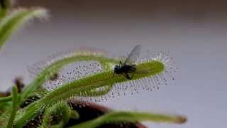 Drosera Capensis time lapse of eating a fly in HD [upl. by Ener859]