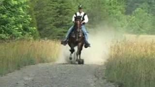 Reverand Homer  Single Footer Stallion [upl. by Sessler]