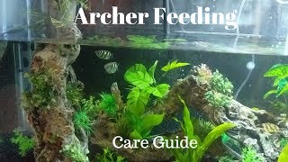 Archer Fish Feeding and Care Guide [upl. by Gereld836]