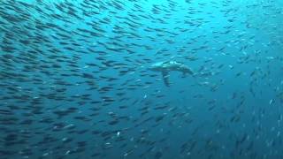 Thresher Shark Stun Prey With TailSlap  Video [upl. by Leela]