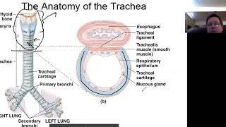 The Trachea [upl. by Devol]