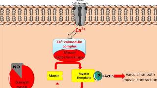 Mechanism of Glyceryl Trinitrate GTN [upl. by Ahsirak]