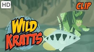 Wild Kratts  Archerfish Target Practice  Learn Something New [upl. by Nosliw265]