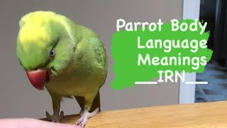 INDIAN RINGNECK PARROT body language  meanings part 1 [upl. by Leeke]