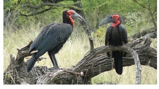 SOUTH AFRICA southern ground hornbill Kruger national park hdvideo [upl. by Nolad646]