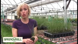 Pink Muhly Grass  Spring Hill Nursery [upl. by Amati]