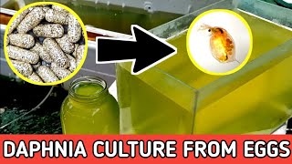 HOW TO HATCH DAPHNIA EGGS  HOW TO CULTURE DAPHNIA [upl. by Hourihan]