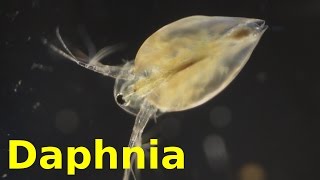 Daphnia [upl. by Olav]