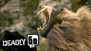 Baboons Terrifying Teeth  Deadly 60  BBC Earth Kids [upl. by Laurinda]