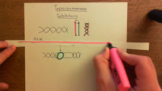 Topoisomerase Inhibitors Part 1 [upl. by Pepi666]