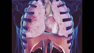 Breathing Mechanism by Enhanced By Science [upl. by Alyahs]