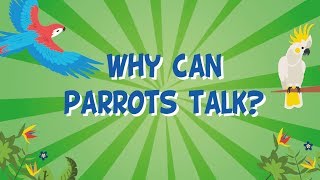 Why can Parrots Talk  Educational Videos for Kids [upl. by Shoemaker969]