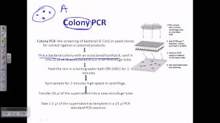 Colony PCR [upl. by Ramar]