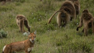 Are Baboons Domesticating These Wolves [upl. by Wendalyn]