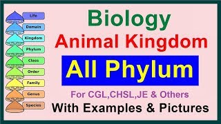 All Phylum  Kingdom Animalia  Biology [upl. by Digirb]