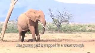 Helping a baby elephant at Tarhi Tsavo East National Park  Sheldrick Trust [upl. by Ahsem]