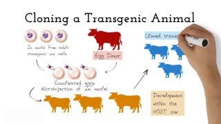 Transgenic Animals [upl. by Yras]